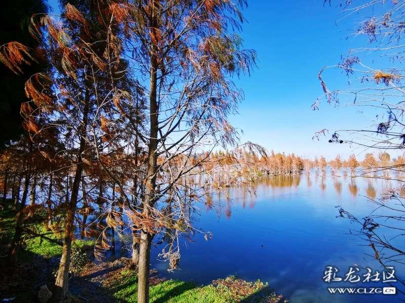 逃离橡子树种植地